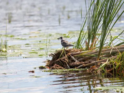 A small bird perched on a floating plant debris in a pond covered with water lilies.