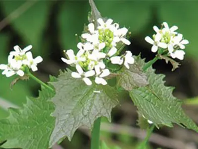 Garlic Mustard