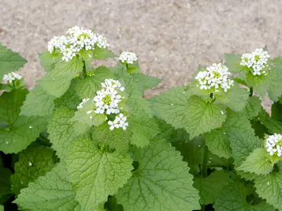 Garlic Mustard