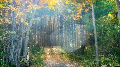 Sunlight filters through the leaves of a forest surrounding a peaceful walking trail, highlighting the vibrant autumn colors.