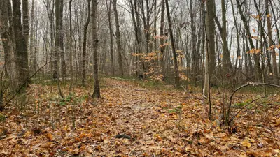 A serene autumn scene in a forest with a trail covered in fallen leaves, surrounded by bare trees and a few with golden leaves.