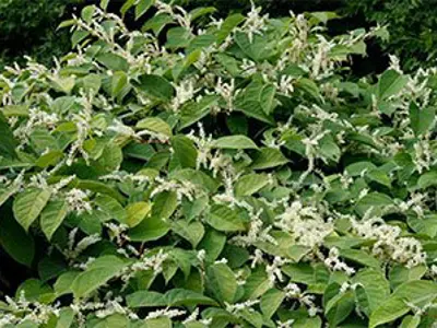 Japanese Knotweed