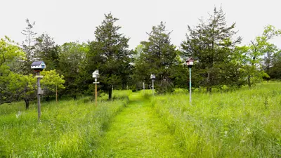 A pathway lined with tall grass leads through a forested area. On either side, various birdhouses are mounted on posts, showcasing different designs and colors.
