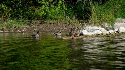 Ducks swimming by the shore among rocks, with lush greenery in the background.