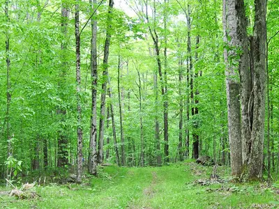 A narrow trail through a dense and verdant forest, surrounded by tall green trees. 