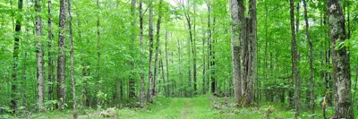 A narrow trail through a dense and verdant forest, surrounded by tall green trees.