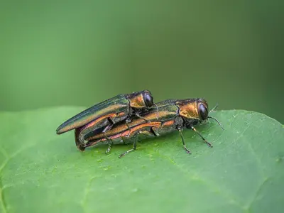 Emerald Ash Borer