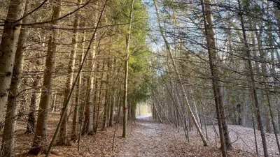 A serene winter scene showing a path dusted with snow, flanked by tall, bare trees under a clear sky.