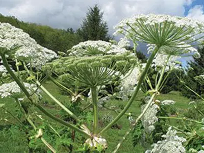 Giant Hogweed