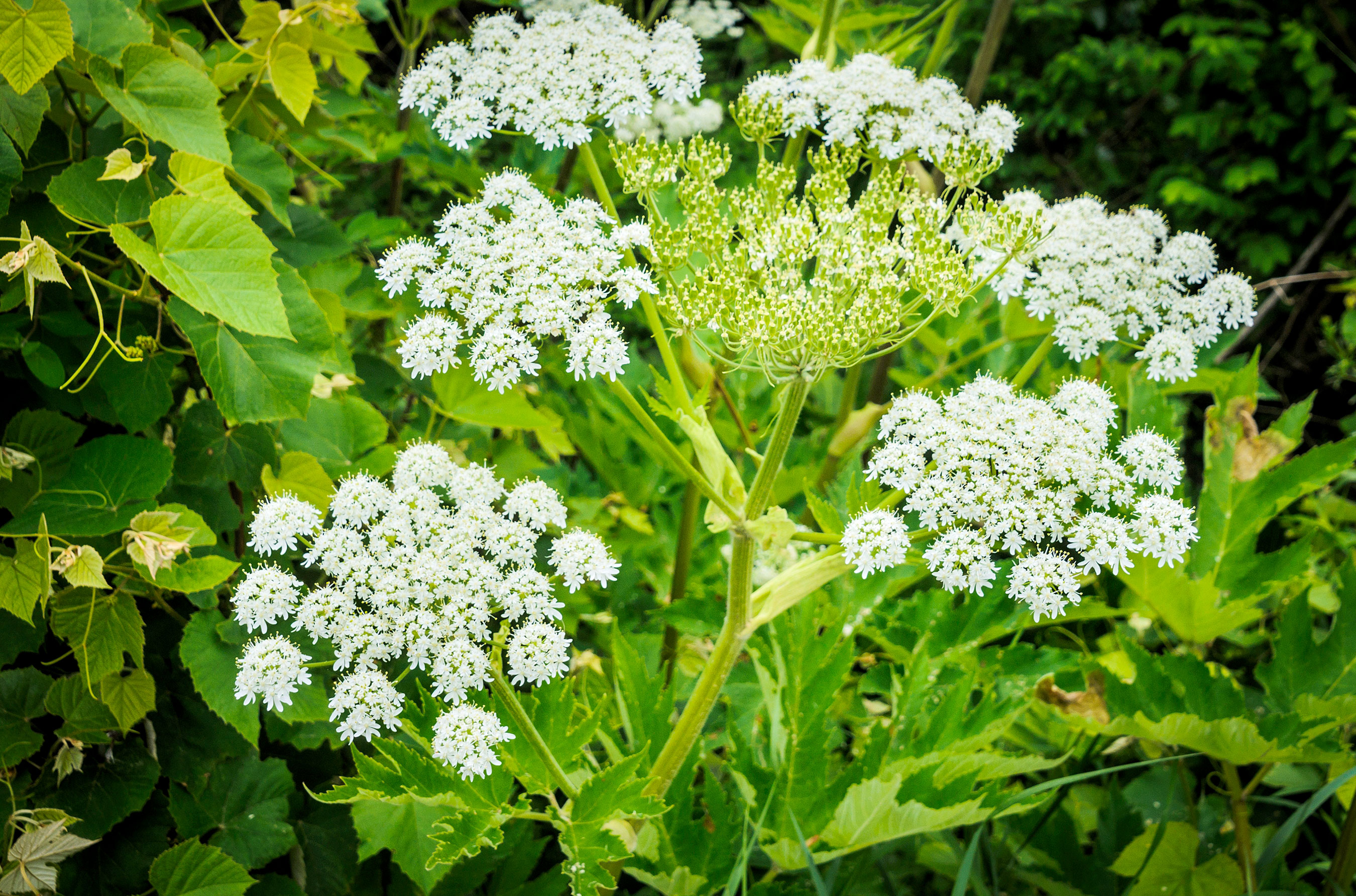 Giant Hogweed