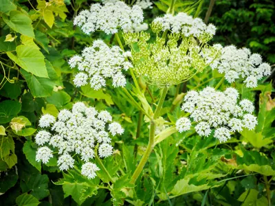 Giant Hogweed