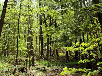 Sunlight filtering through the leaves of tall trees in a dense forest.
