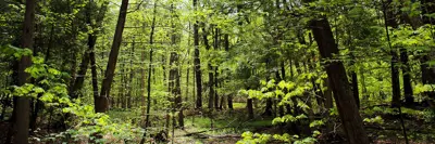 Sunlight filtering through the leaves of tall trees in a dense forest.