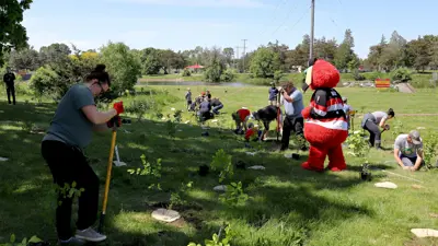 Community members planting trees in a sunny field.