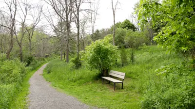 A serene park scene featuring a winding dirt path and a wooden bench, surrounded by lush green grass and scattered trees.