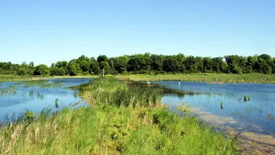 View of a serene wetland at Bombay Hook National Wildlife Refuge, featuring vibrant green vegetation and a clear blue sky.