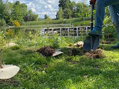 Tree planting